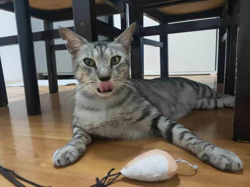 ملف:Pleasepleaseworkcat.jpg